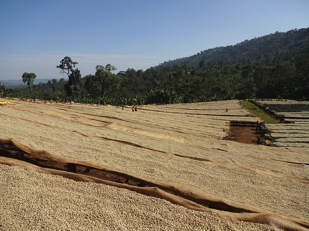 ethiopian-green-coffee-import